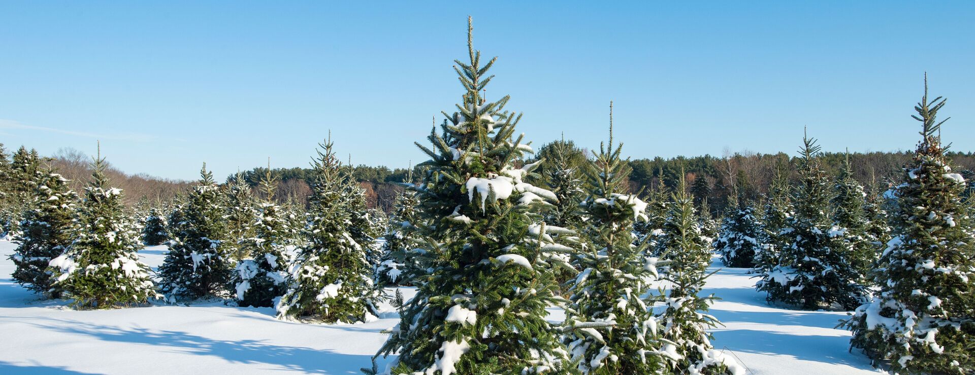 Christmas Tree Farmers Worry About Life Without Chlorpyrifos